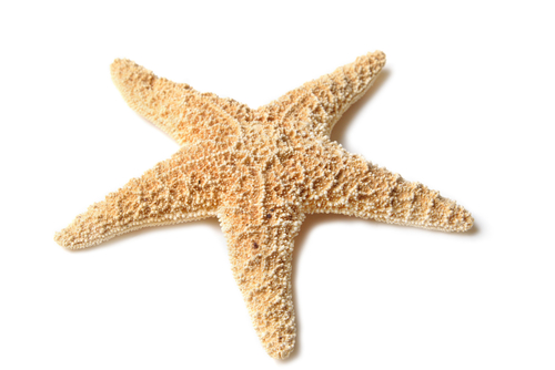 starfish Cupid's Pulse Article: Fishing For Mr. Right – Types of Guys to Throw Back